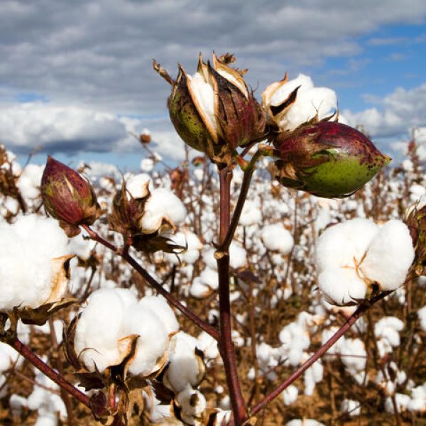 Cotton Bolls Field